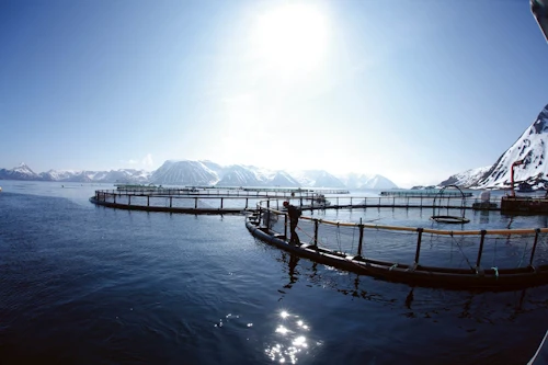 Fiskeldi