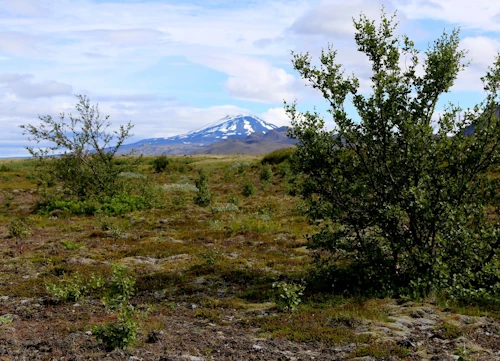 Hekluskógar