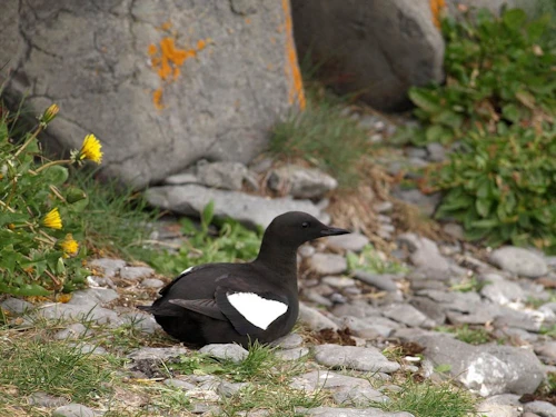 Teista er meðal fugla sem finnast í fánu Íslands. 
