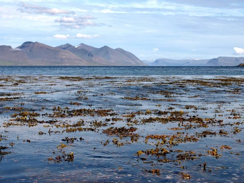 Arnarfjörður