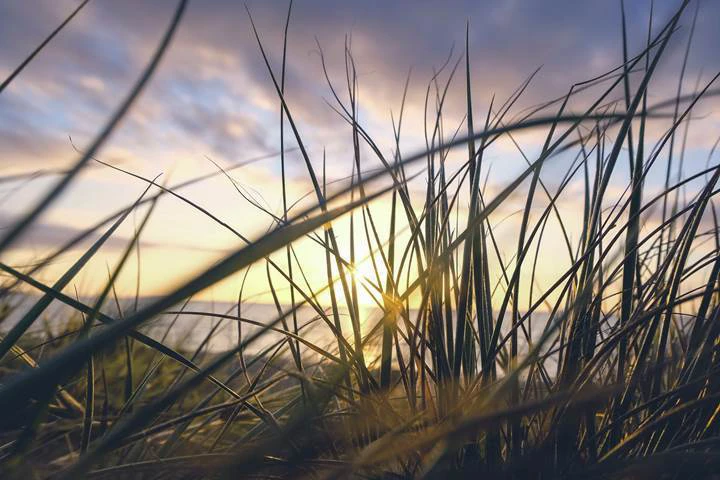 {image.Description}