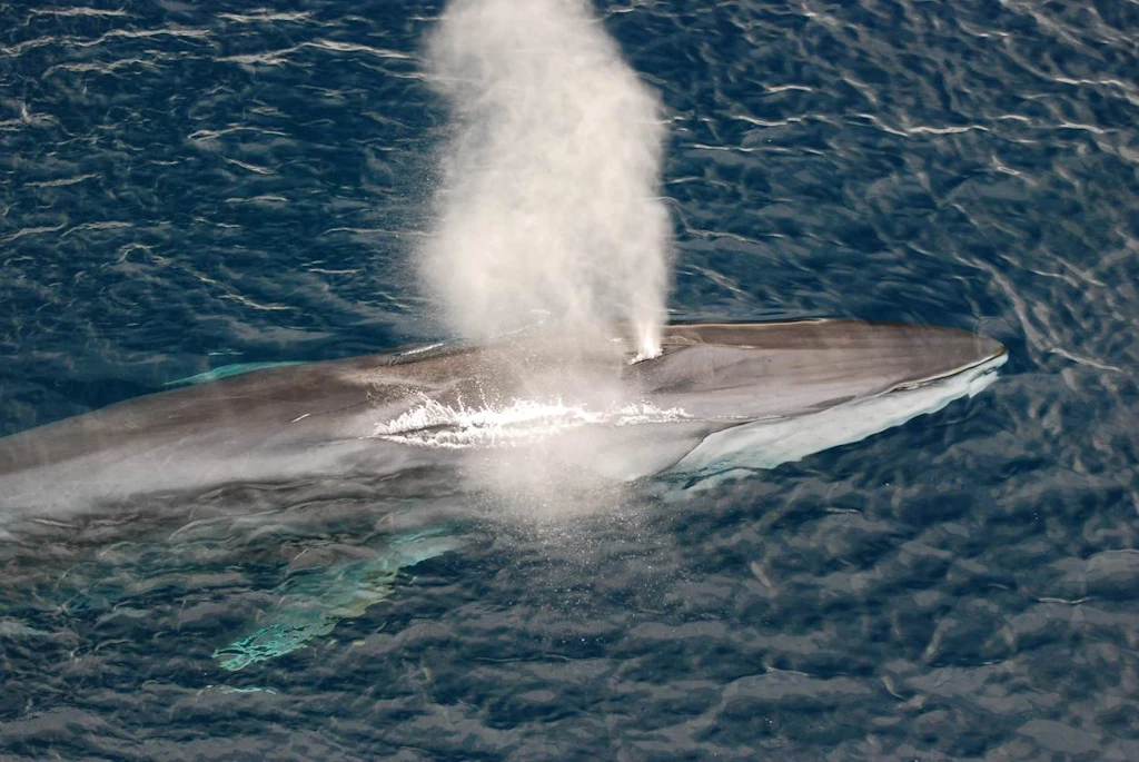 {image.Description}