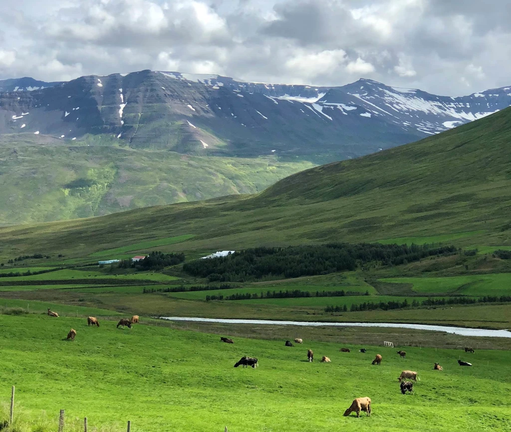 {image.Description}