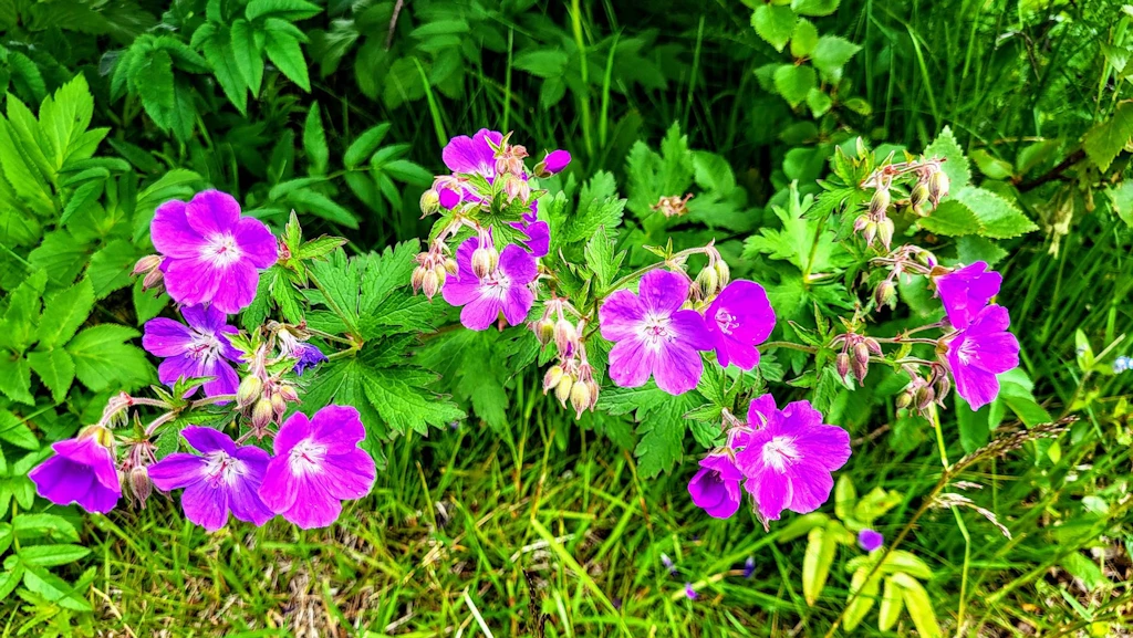 {image.Description}